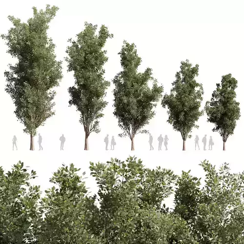 Collection plant vol 612 - Populus - Tremuloides - Tree