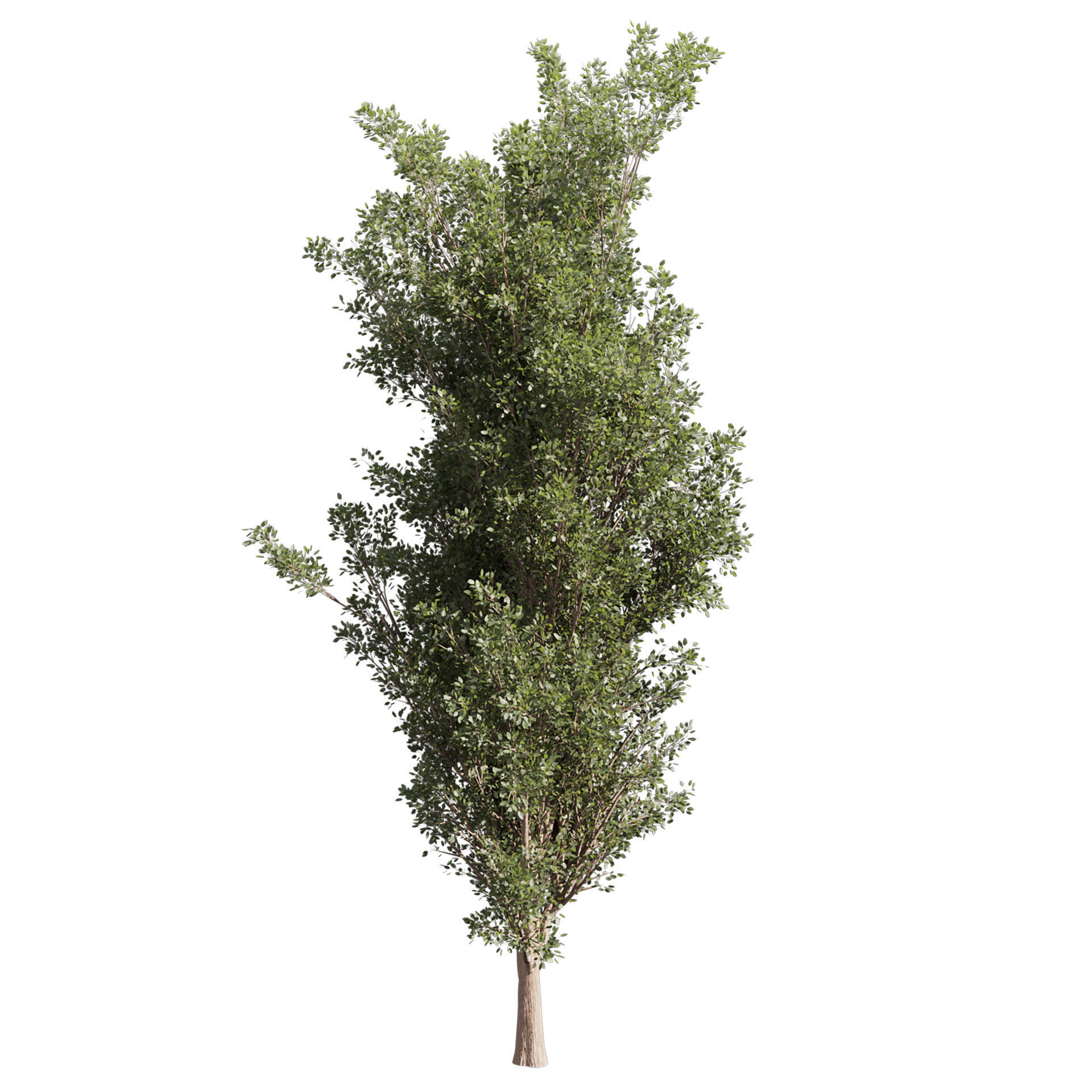 Collection plant vol 612 - Populus - Tremuloides - Tree 3D model_1