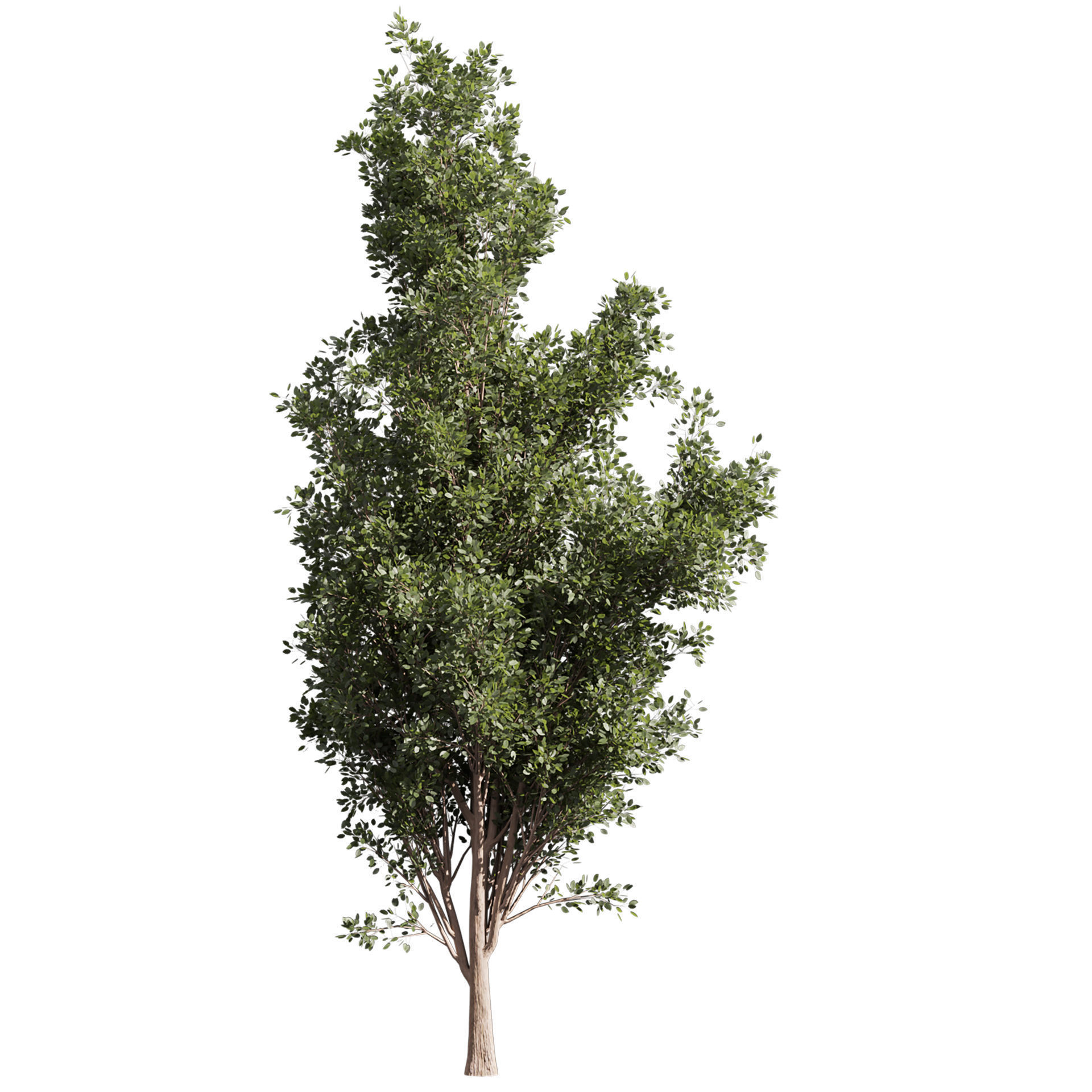 Collection plant vol 612 - Populus - Tremuloides - Tree 3D model_3