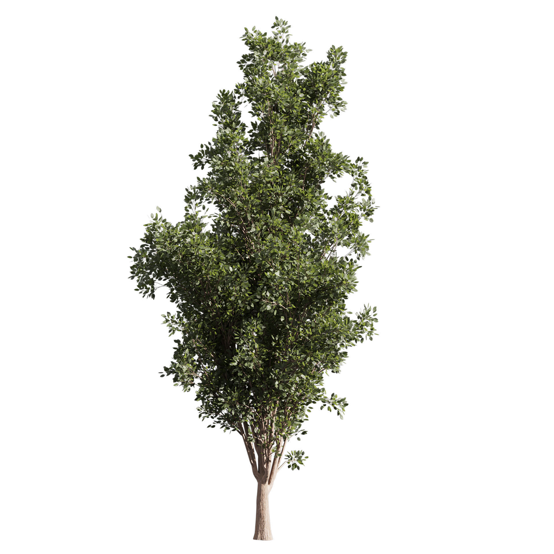 Collection plant vol 612 - Populus - Tremuloides - Tree 3D model_4