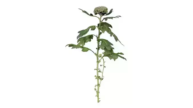 Chrysanthemum Garden Mum Morifolium