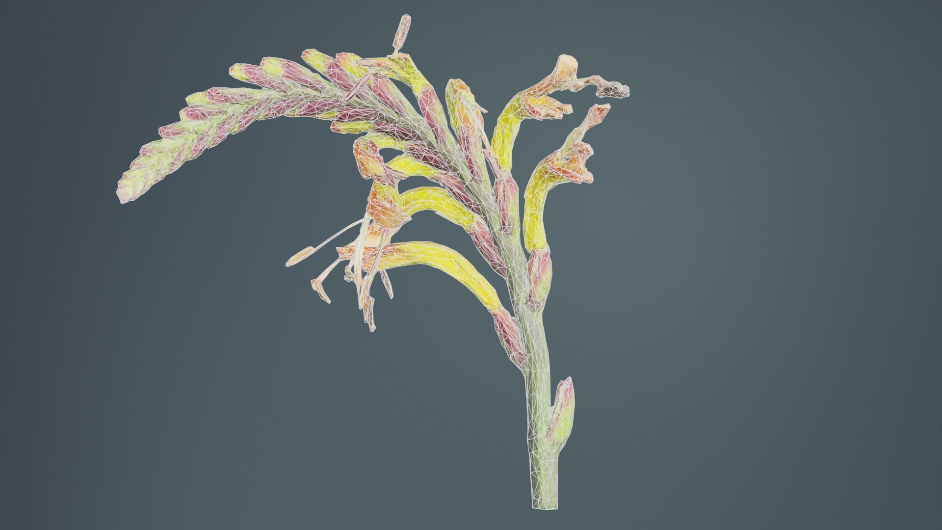 Close up African Flag Cornflag Chasmanthe Floribunda Low-poly 3D model_10