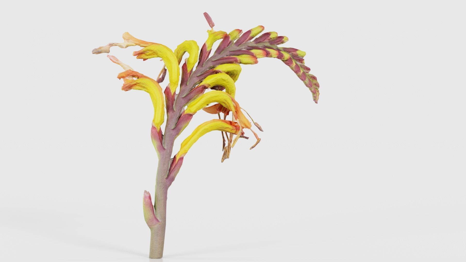 Close up African Flag Cornflag Chasmanthe Floribunda Low-poly 3D model_16