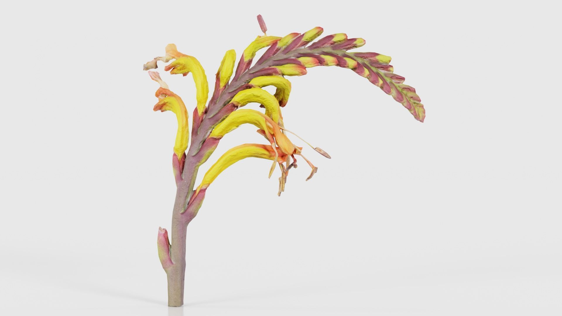 Close up African Flag Cornflag Chasmanthe Floribunda Low-poly 3D model_15