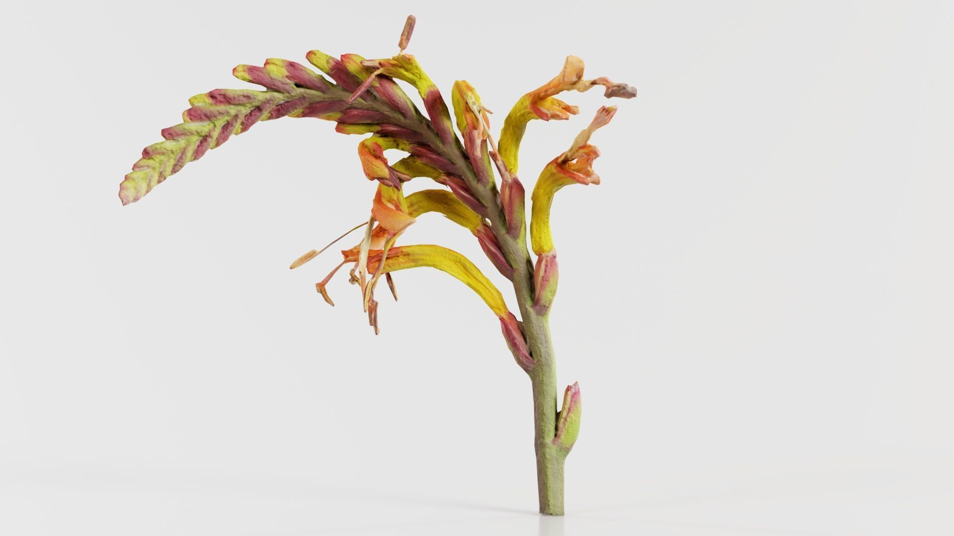 Close up African Flag Cornflag Chasmanthe Floribunda Low-poly 3D model_3