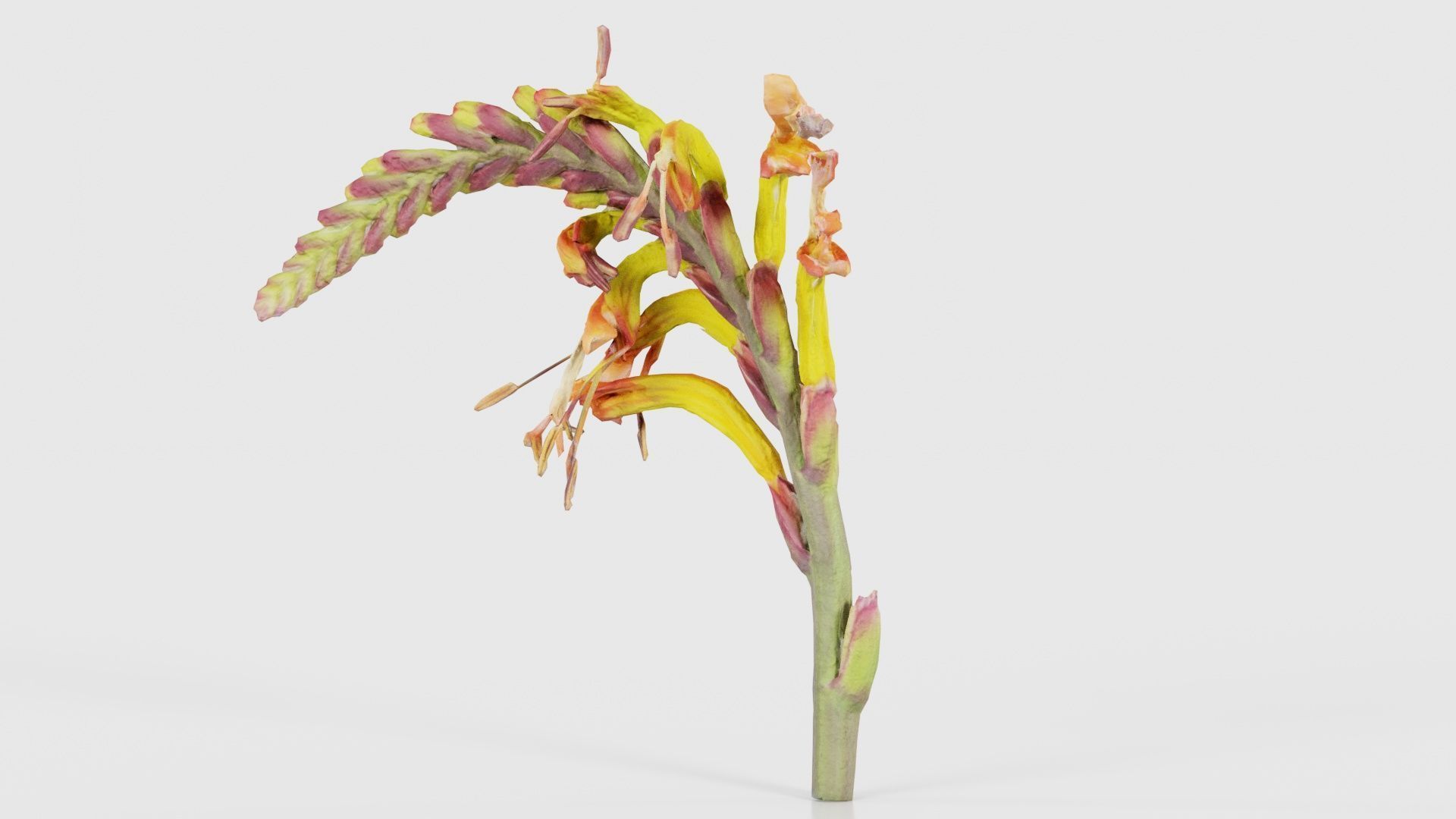 Close up African Flag Cornflag Chasmanthe Floribunda Low-poly 3D model_20