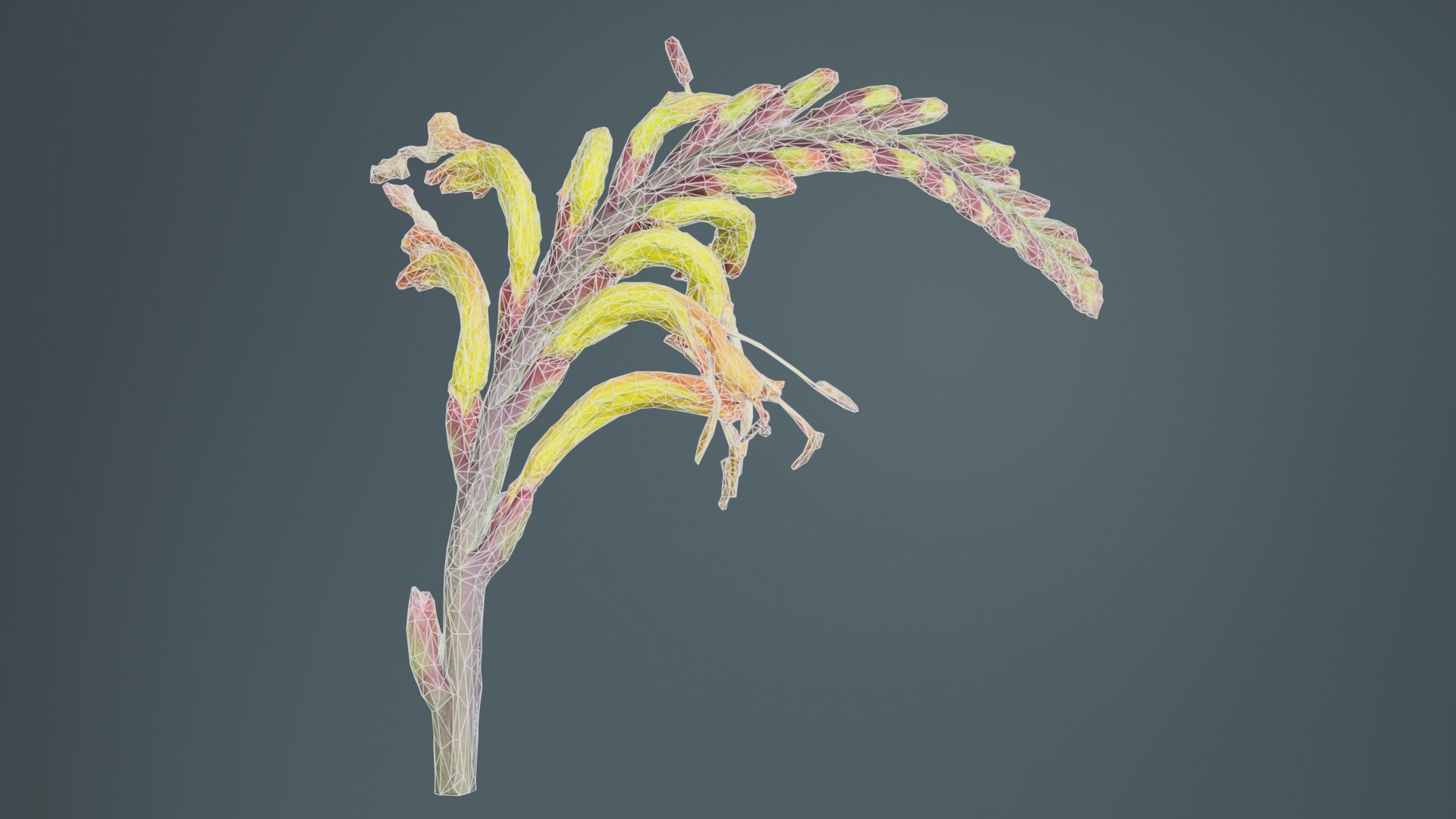 Close up African Flag Cornflag Chasmanthe Floribunda Low-poly 3D model_9