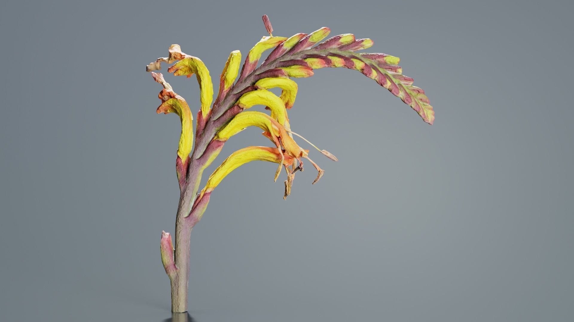 Close up African Flag Cornflag Chasmanthe Floribunda Low-poly 3D model_8