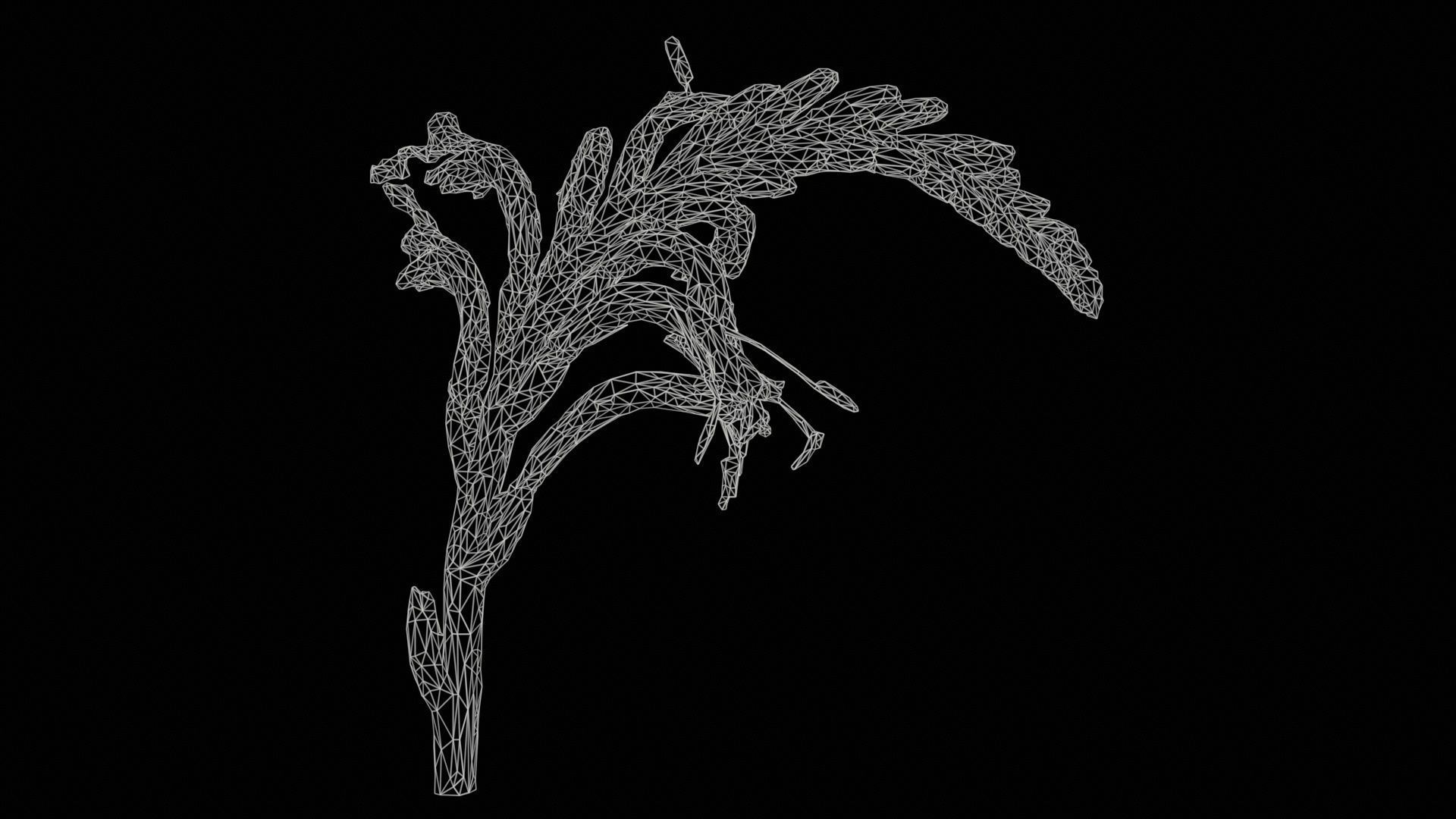 Close up African Flag Cornflag Chasmanthe Floribunda Low-poly 3D model_11