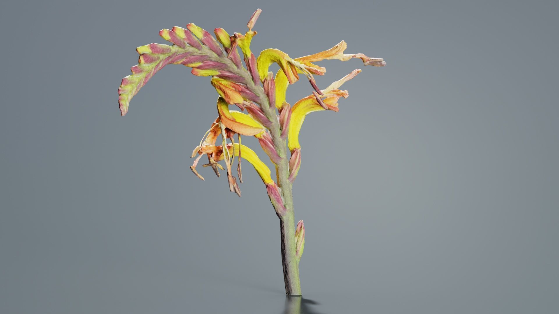 Close up African Flag Cornflag Chasmanthe Floribunda Low-poly 3D model_7