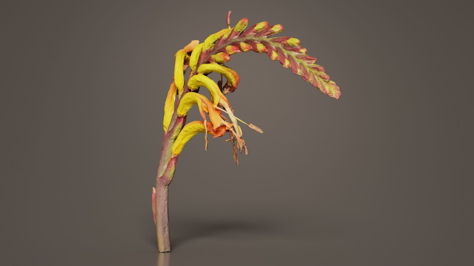 Close up African Flag Cornflag Chasmanthe Floribunda Low-poly 3D model_1