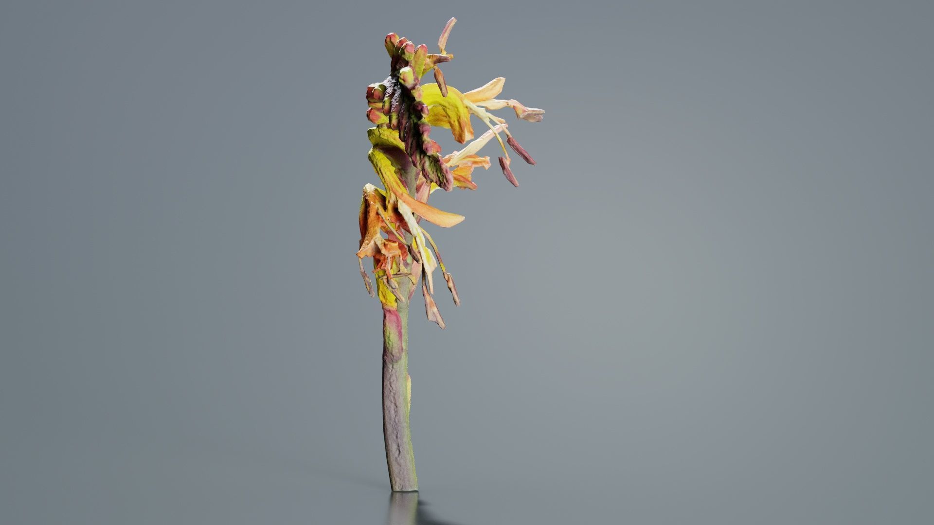 Close up African Flag Cornflag Chasmanthe Floribunda Low-poly 3D model_2