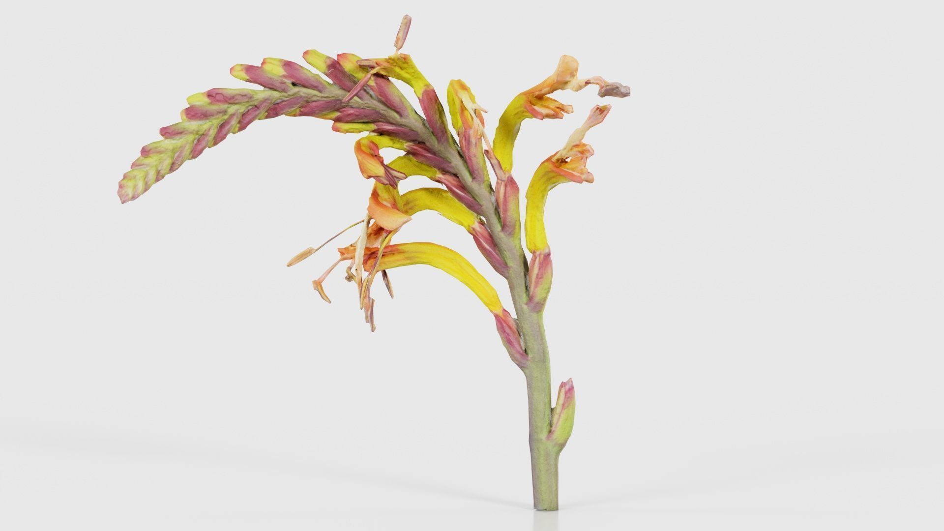 Close up African Flag Cornflag Chasmanthe Floribunda Low-poly 3D model_21