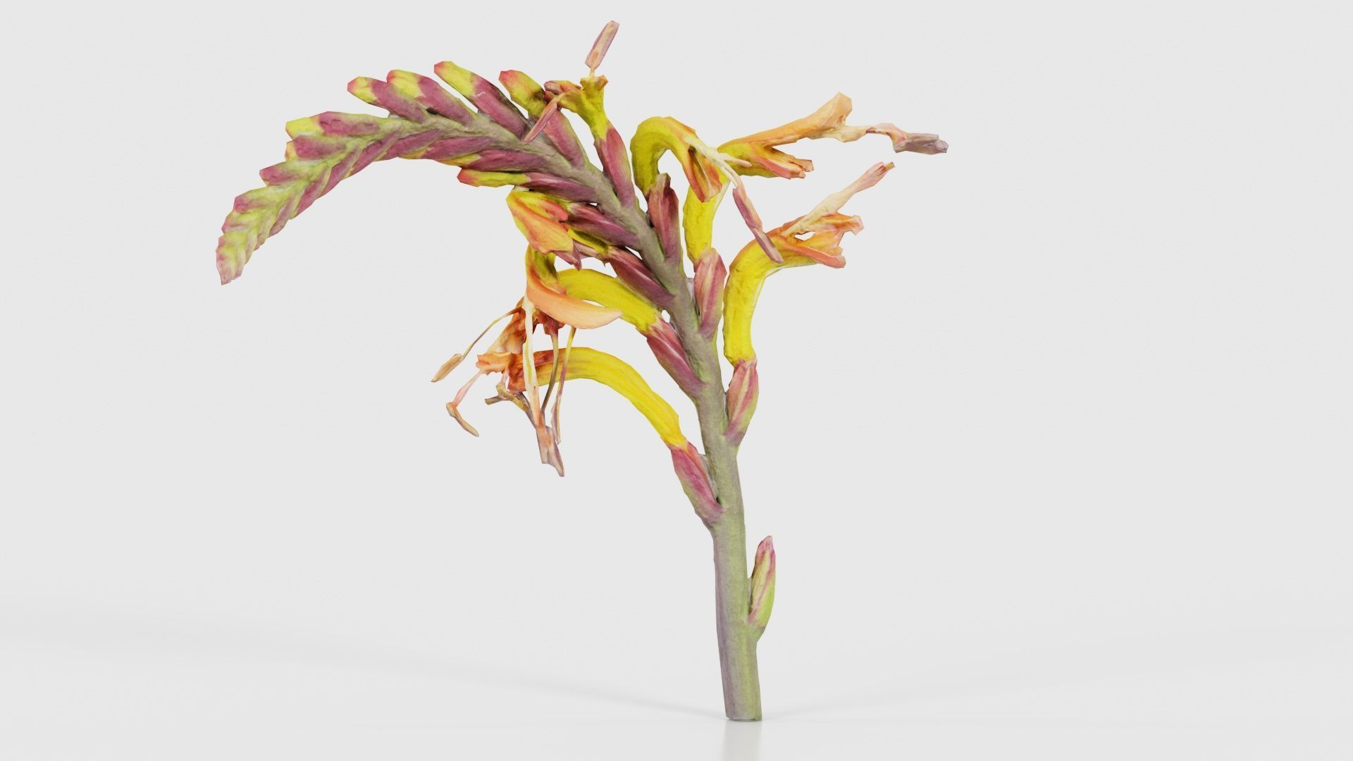 Close up African Flag Cornflag Chasmanthe Floribunda Low-poly 3D model_22