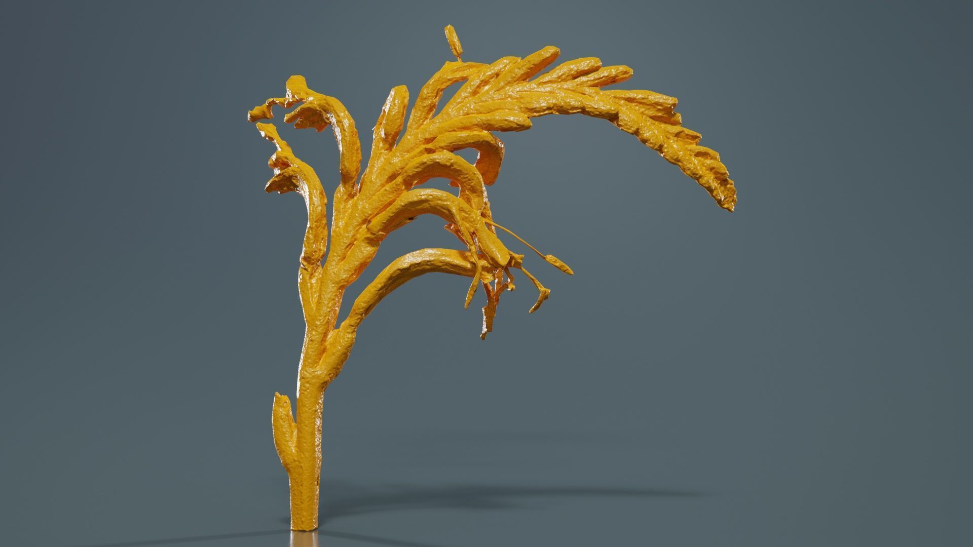 Close up African Flag Cornflag Chasmanthe Floribunda Low-poly 3D model_12