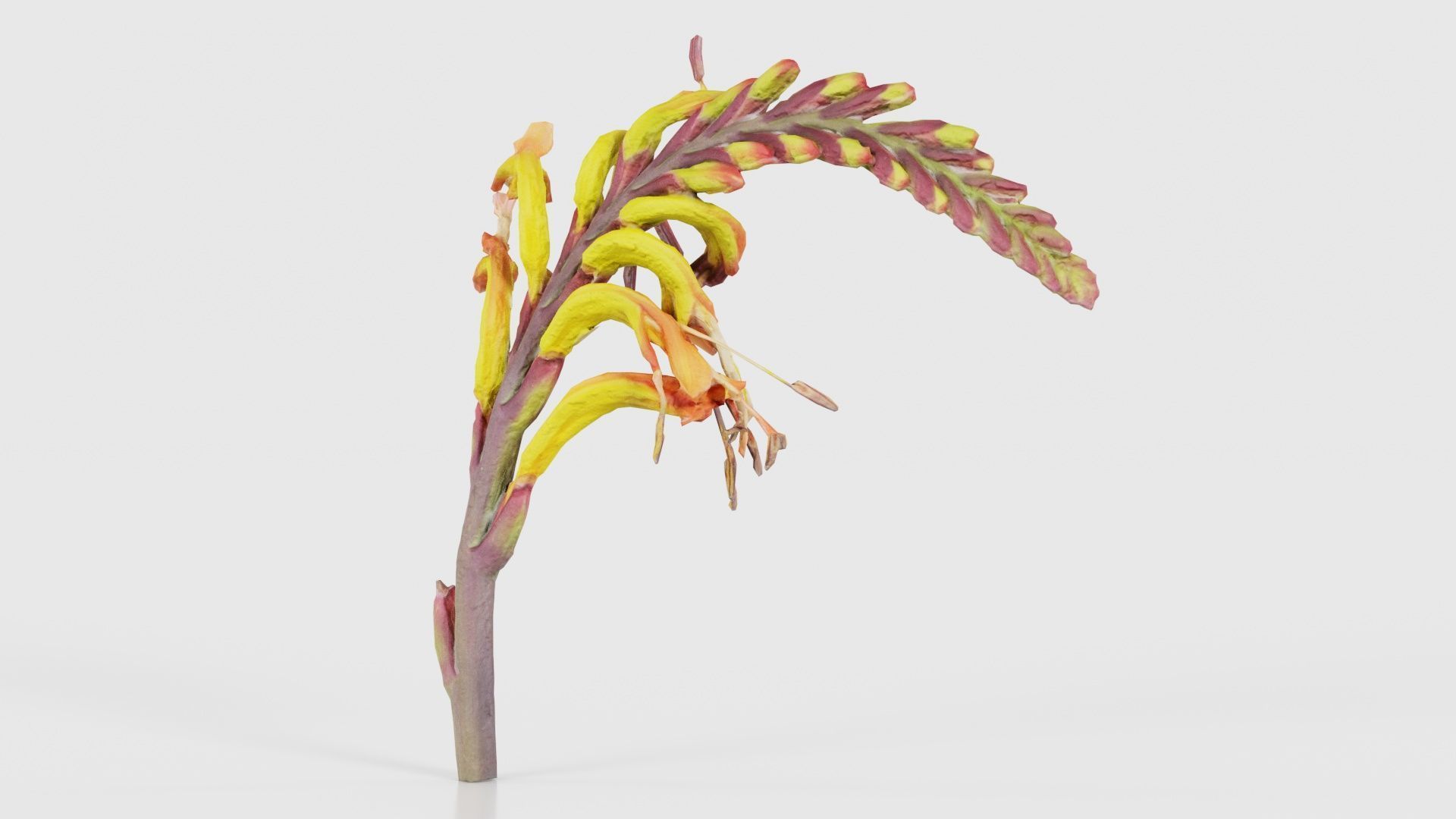 Close up African Flag Cornflag Chasmanthe Floribunda Low-poly 3D model_26