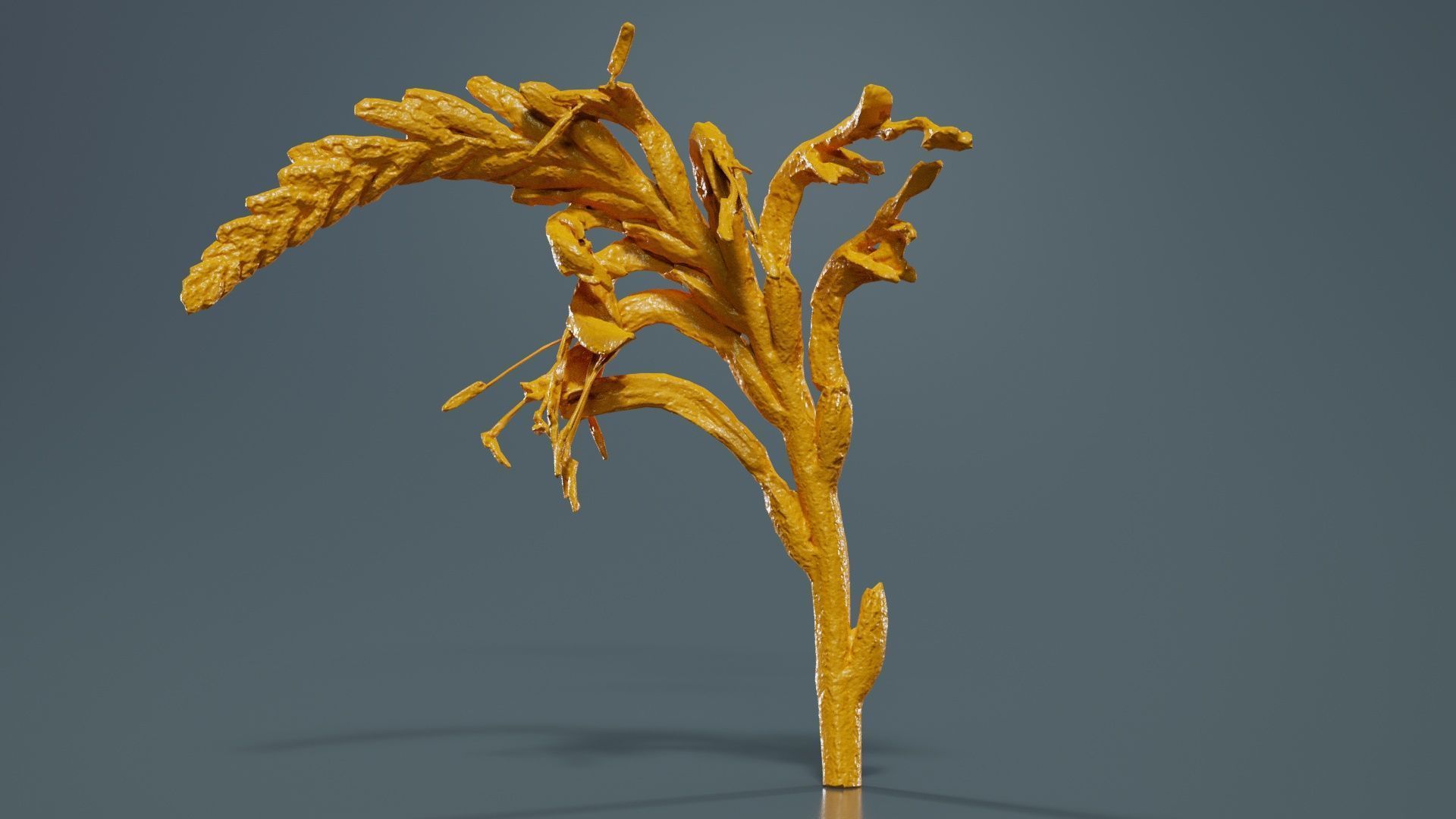 Close up African Flag Cornflag Chasmanthe Floribunda Low-poly 3D model_13