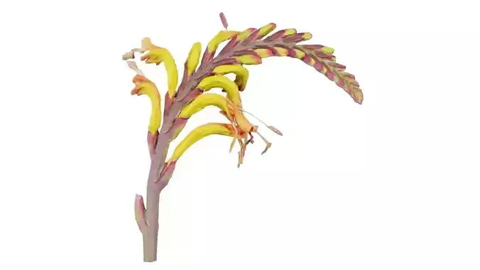 Close up African Flag Cornflag Chasmanthe Floribunda