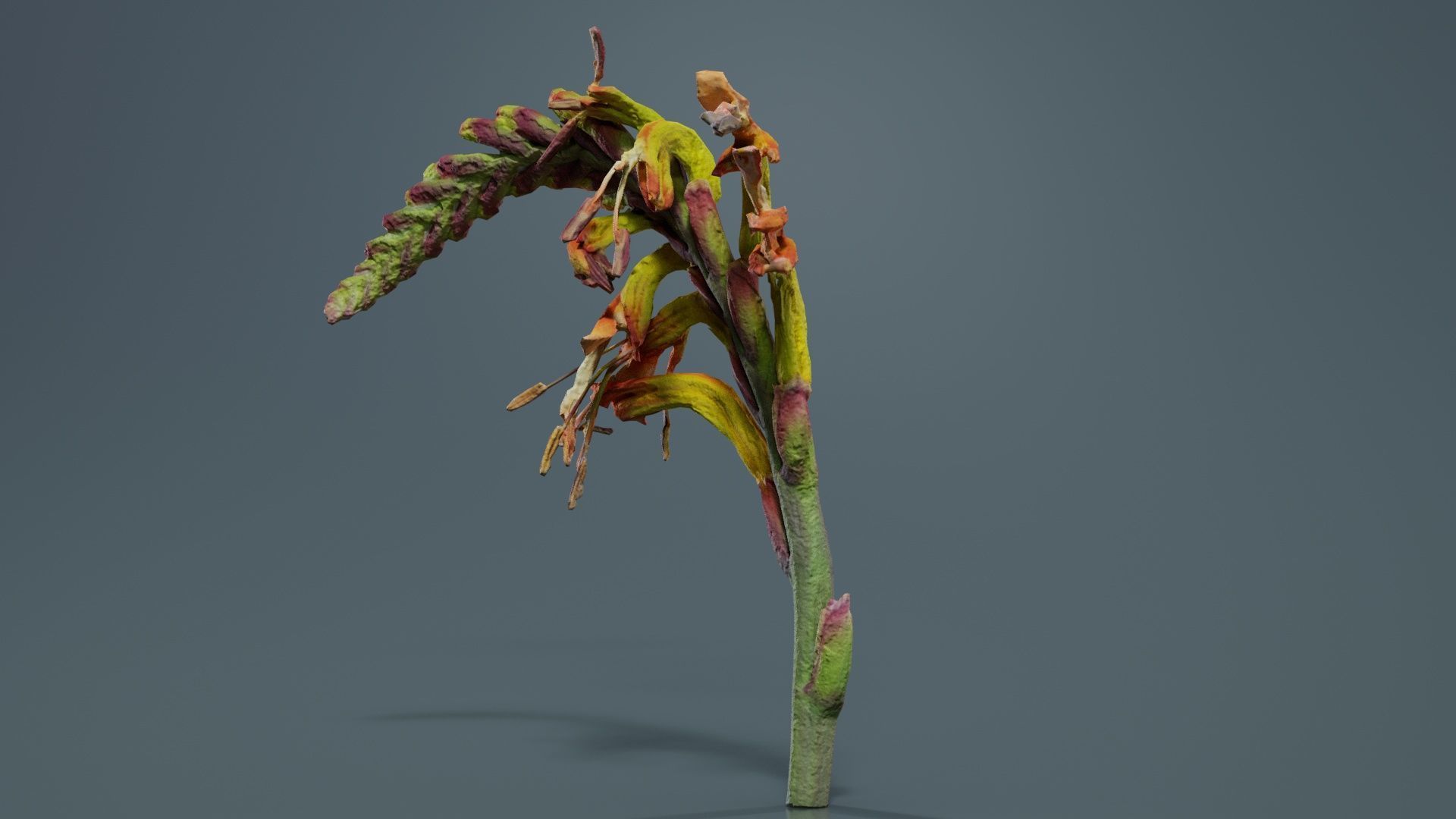 Close up African Flag Cornflag Chasmanthe Floribunda Low-poly 3D model_4