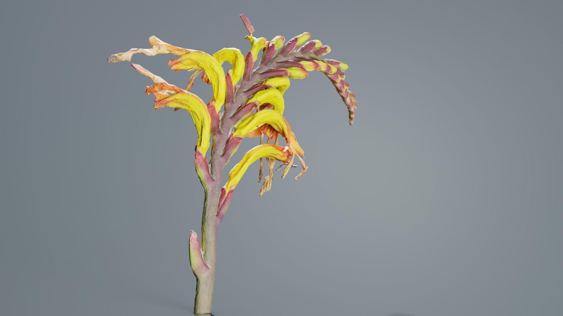 Close up African Flag Cornflag Chasmanthe Floribunda Low-poly 3D model_6