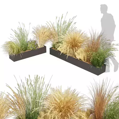 Collection plant vol 613 - grass - Dichelachne - Pampas 3D model