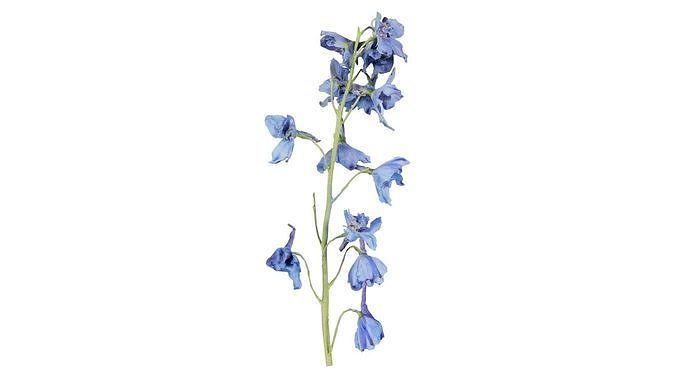 Close up Candle Larkspur Dark Blue White Alpine Bee Delphiniu... Low-poly 3D model