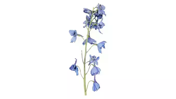 Close up Candle Larkspur Dark Blue White Alpine Bee Delphinium Elatum