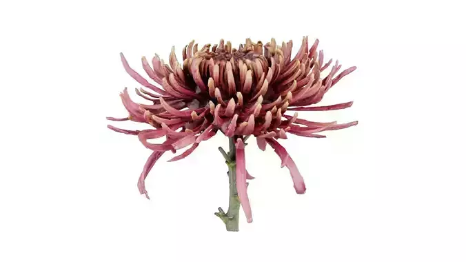 Close up Chrysanthemum Hardy Florist Garden Mum Morifolium