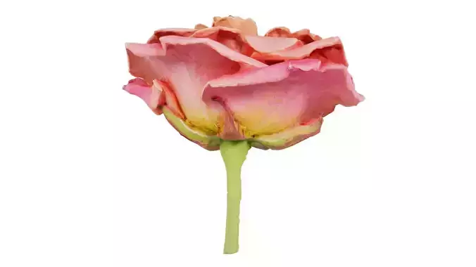 Close up Garden Rose Bengal Rose Chinese Rose Rosa Chinensis Low-poly 3D model