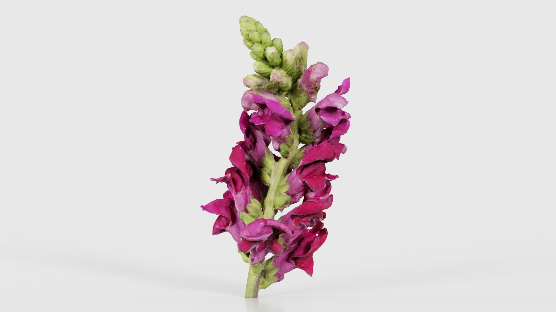 Close up Great Garden Snapdragon Dragon Plant Antirrhinum Majus Low-poly 3D model_24