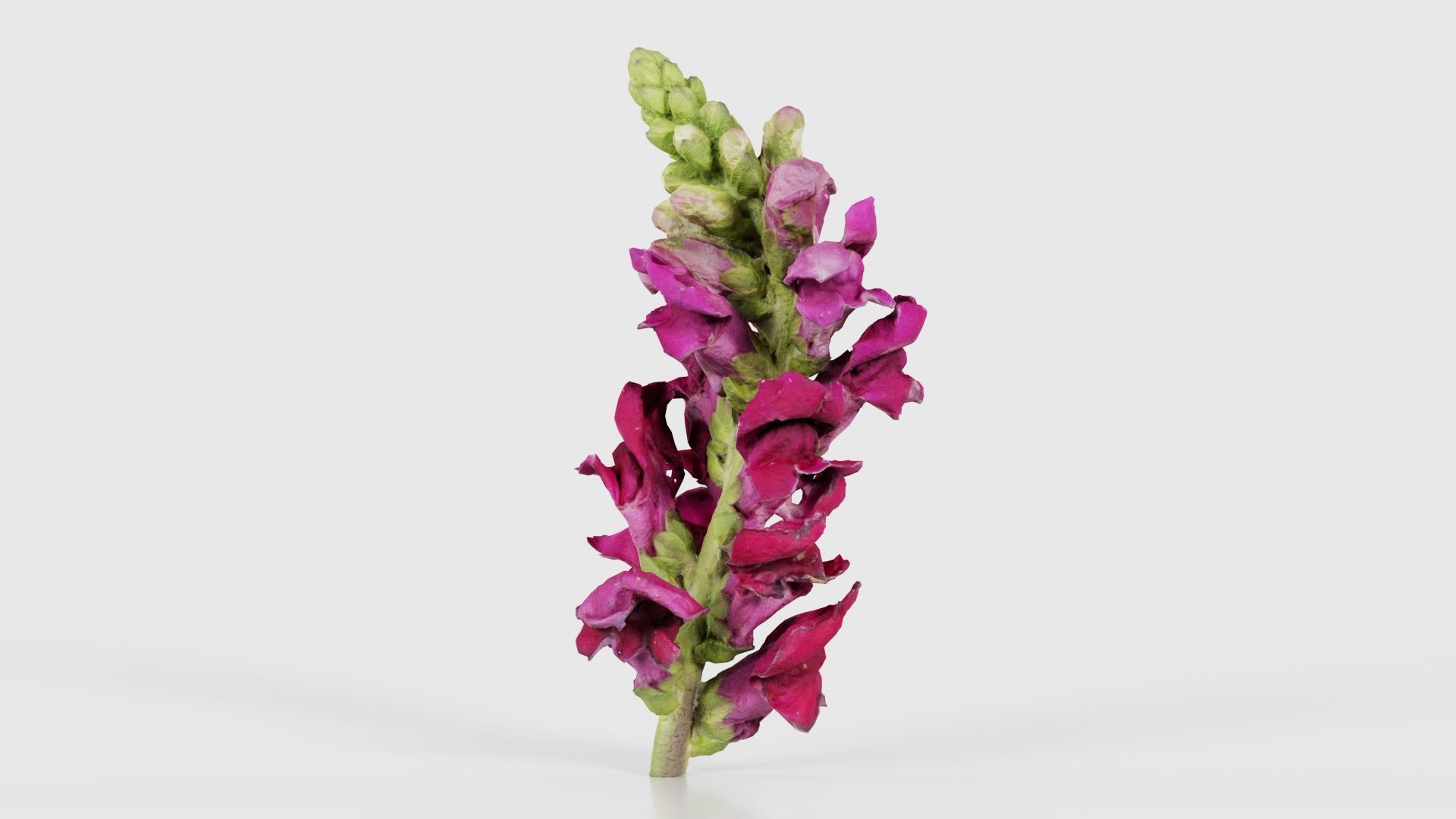 Close up Great Garden Snapdragon Dragon Plant Antirrhinum Majus Low-poly 3D model_23