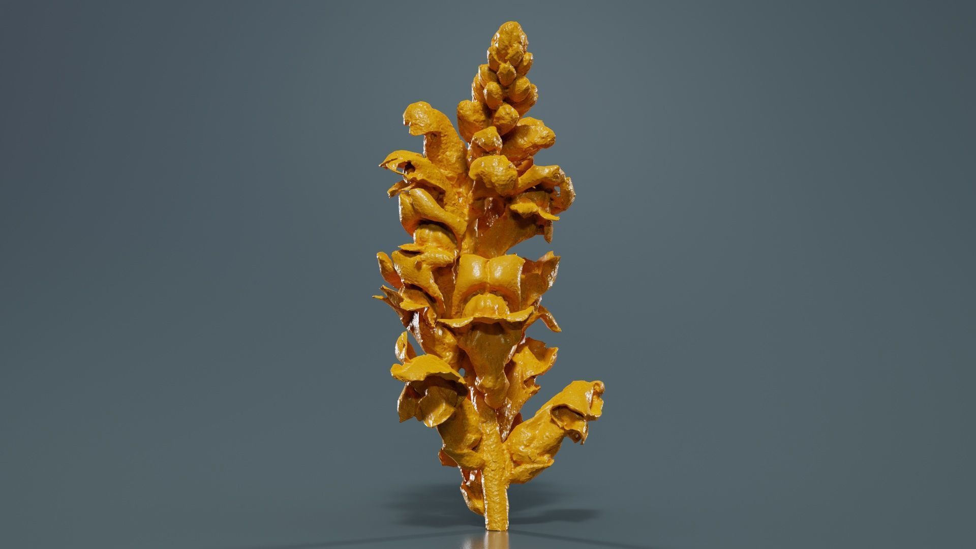 Close up Great Garden Snapdragon Dragon Plant Antirrhinum Majus Low-poly 3D model_12