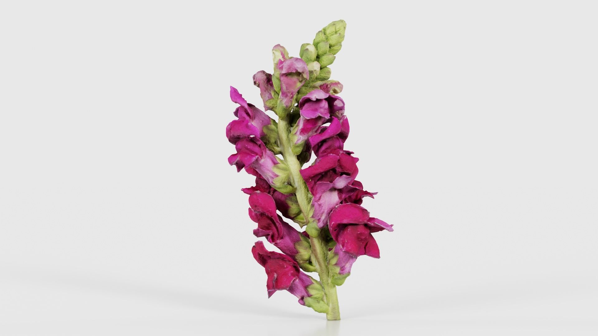 Close up Great Garden Snapdragon Dragon Plant Antirrhinum Majus Low-poly 3D model_18