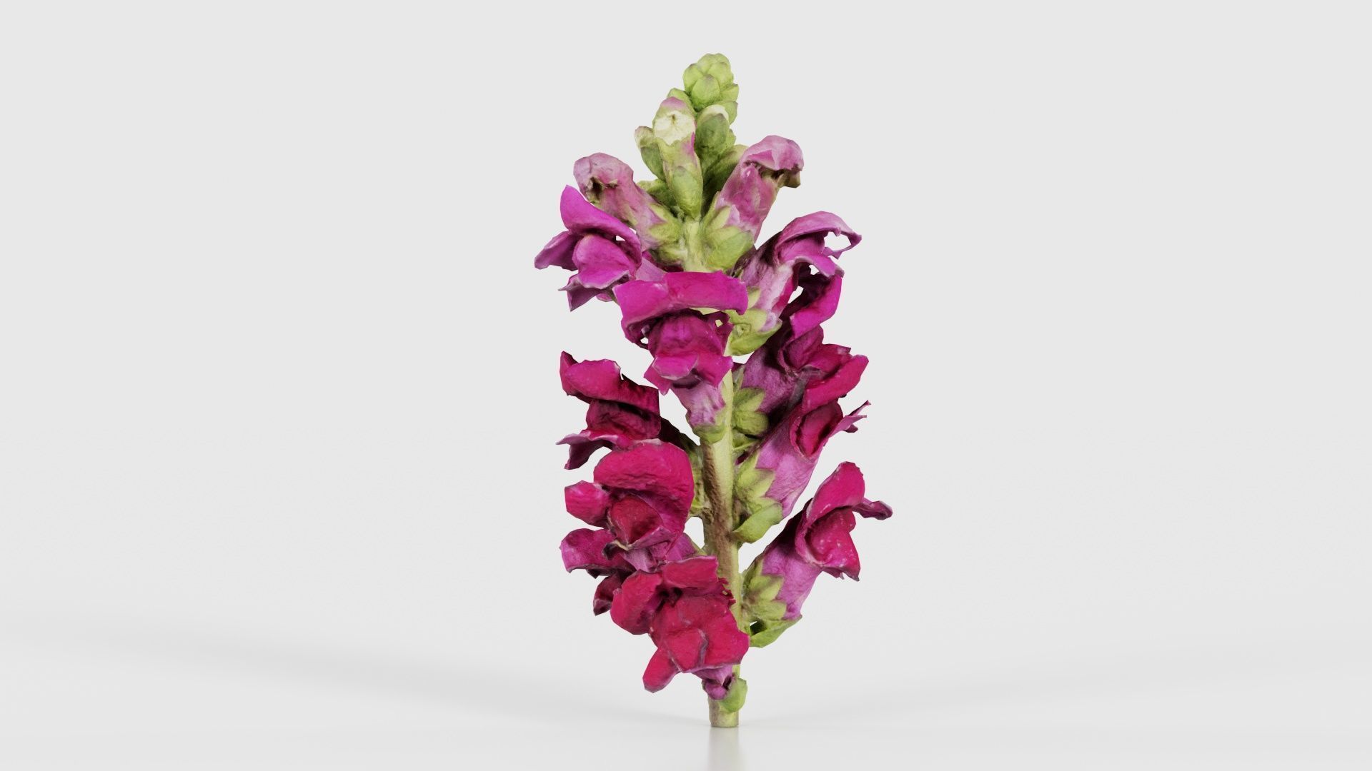 Close up Great Garden Snapdragon Dragon Plant Antirrhinum Majus Low-poly 3D model_20
