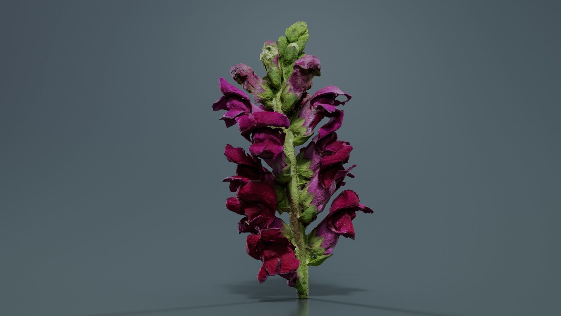 Close up Great Garden Snapdragon Dragon Plant Antirrhinum Majus Low-poly 3D model_6
