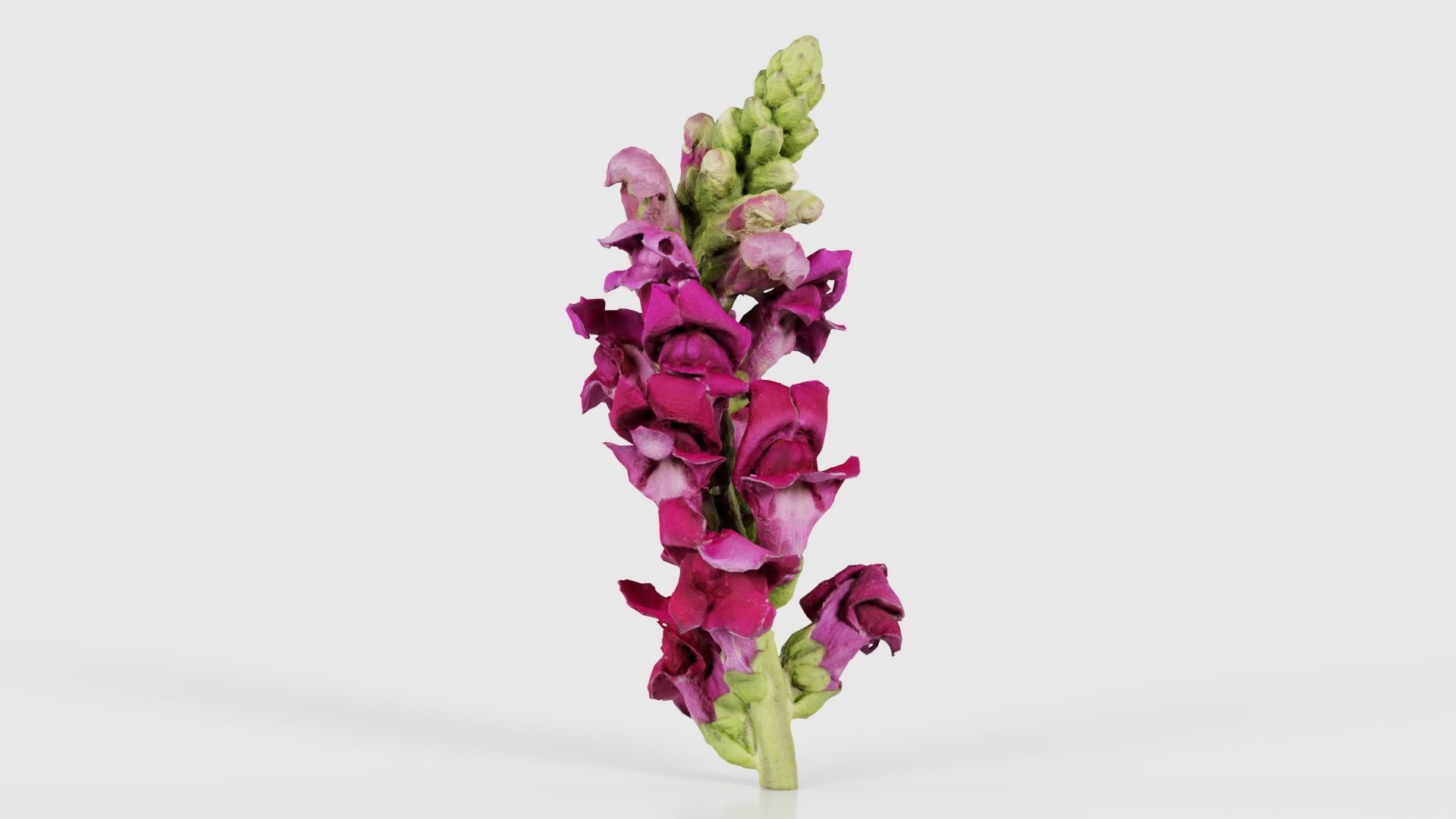 Close up Great Garden Snapdragon Dragon Plant Antirrhinum Majus Low-poly 3D model_16