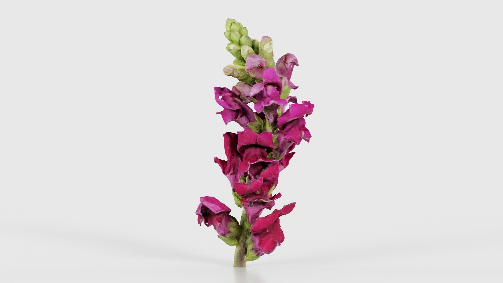Close up Great Garden Snapdragon Dragon Plant Antirrhinum Majus Low-poly 3D model_22