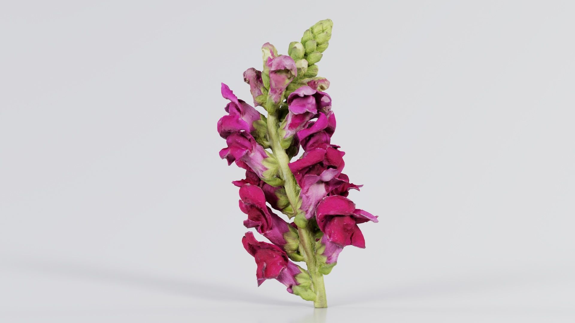 Close up Great Garden Snapdragon Dragon Plant Antirrhinum Majus Low-poly 3D model_8
