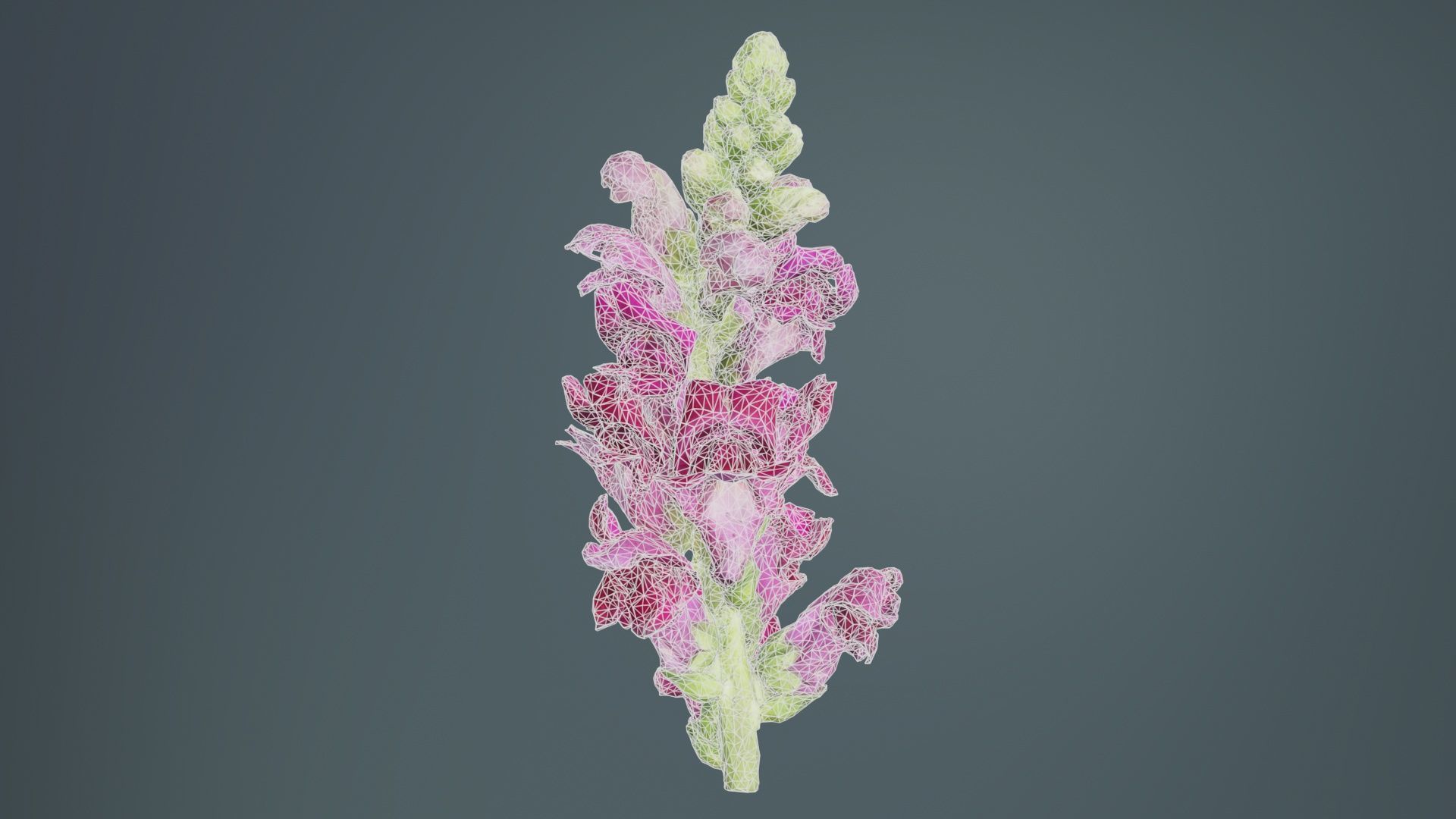 Close up Great Garden Snapdragon Dragon Plant Antirrhinum Majus Low-poly 3D model_9