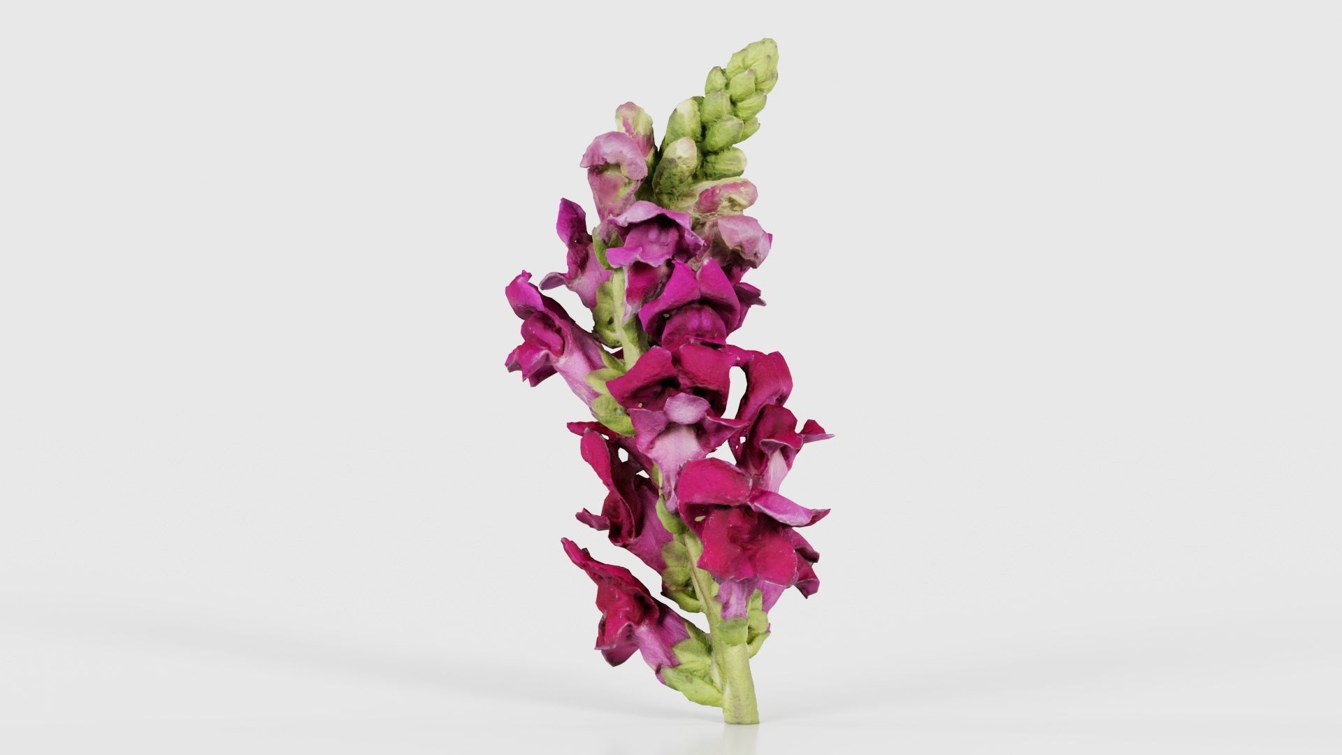 Close up Great Garden Snapdragon Dragon Plant Antirrhinum Majus Low-poly 3D model_17