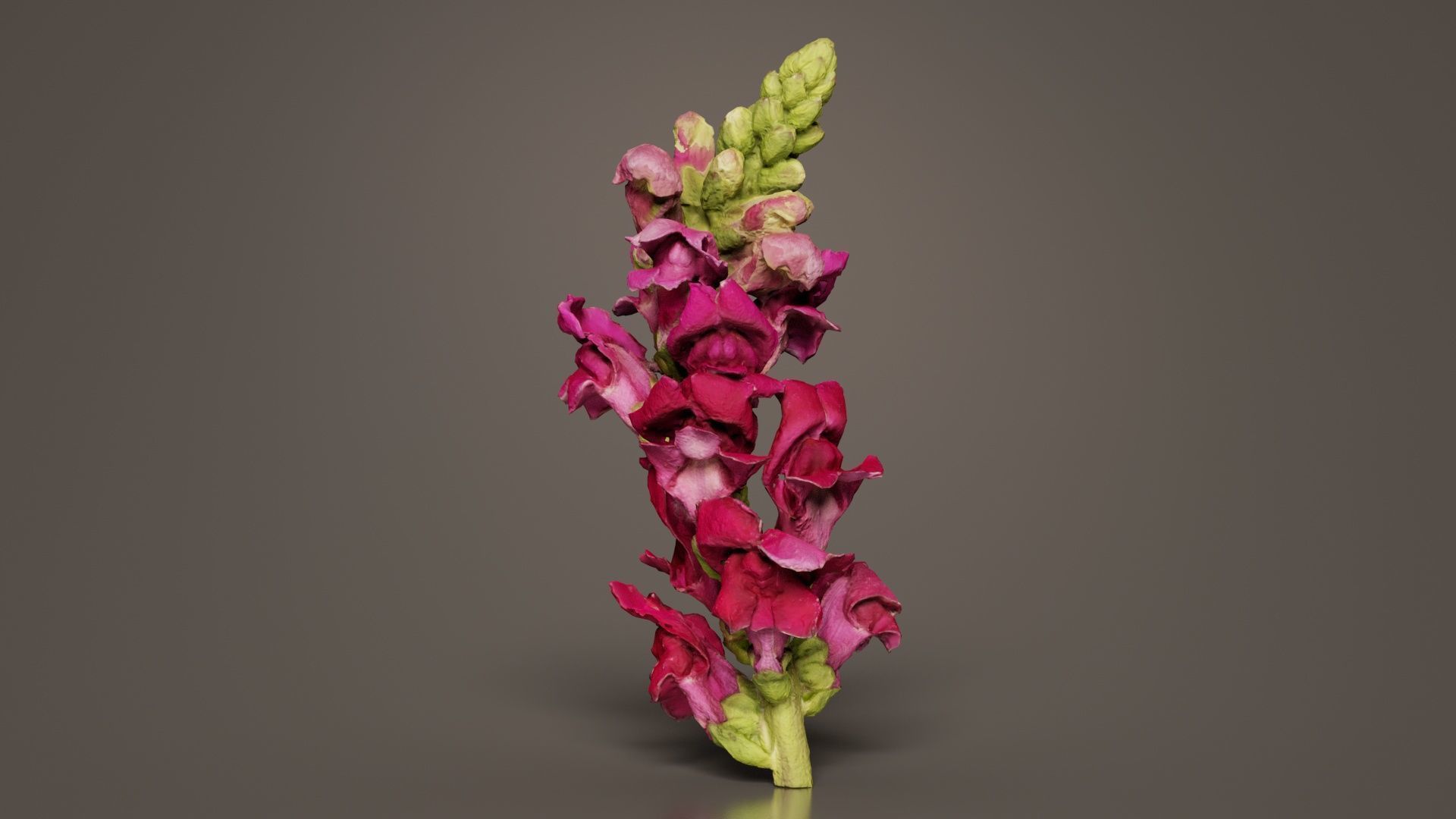 Close up Great Garden Snapdragon Dragon Plant Antirrhinum Majus Low-poly 3D model_1