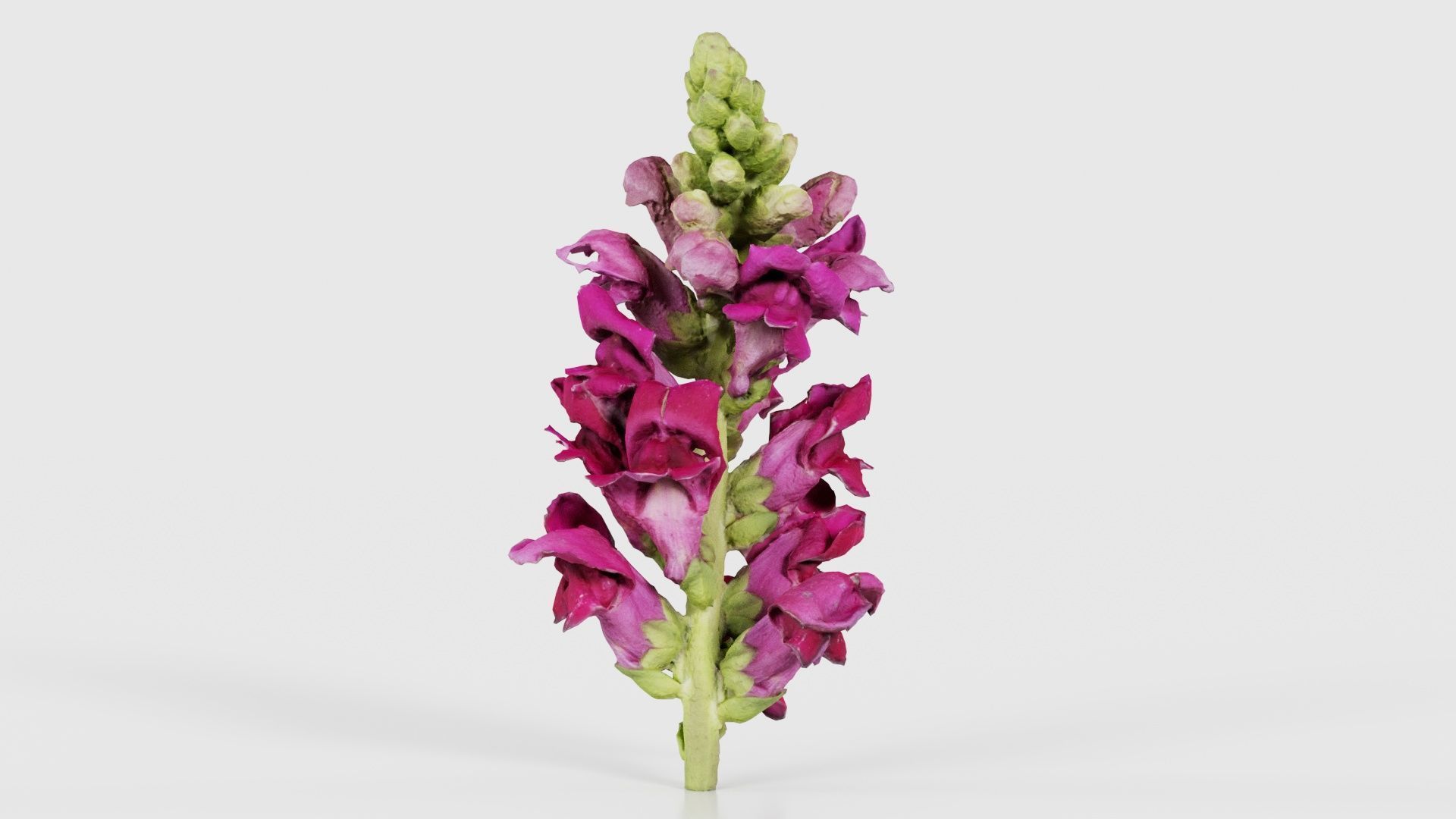 Close up Great Garden Snapdragon Dragon Plant Antirrhinum Majus Low-poly 3D model_26