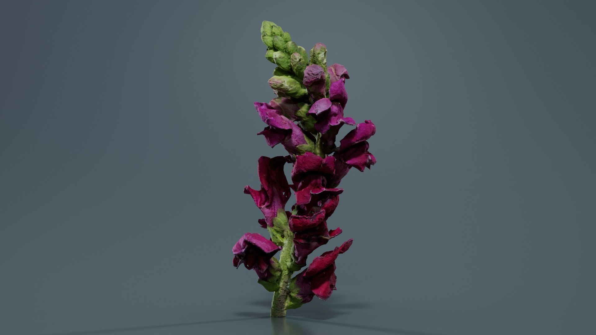 Close up Great Garden Snapdragon Dragon Plant Antirrhinum Majus Low-poly 3D model_5