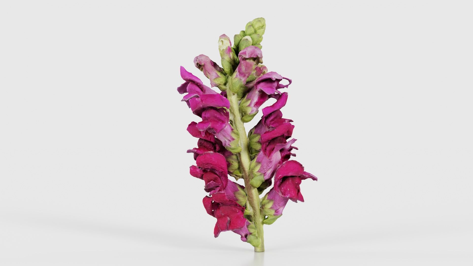 Close up Great Garden Snapdragon Dragon Plant Antirrhinum Majus Low-poly 3D model_19