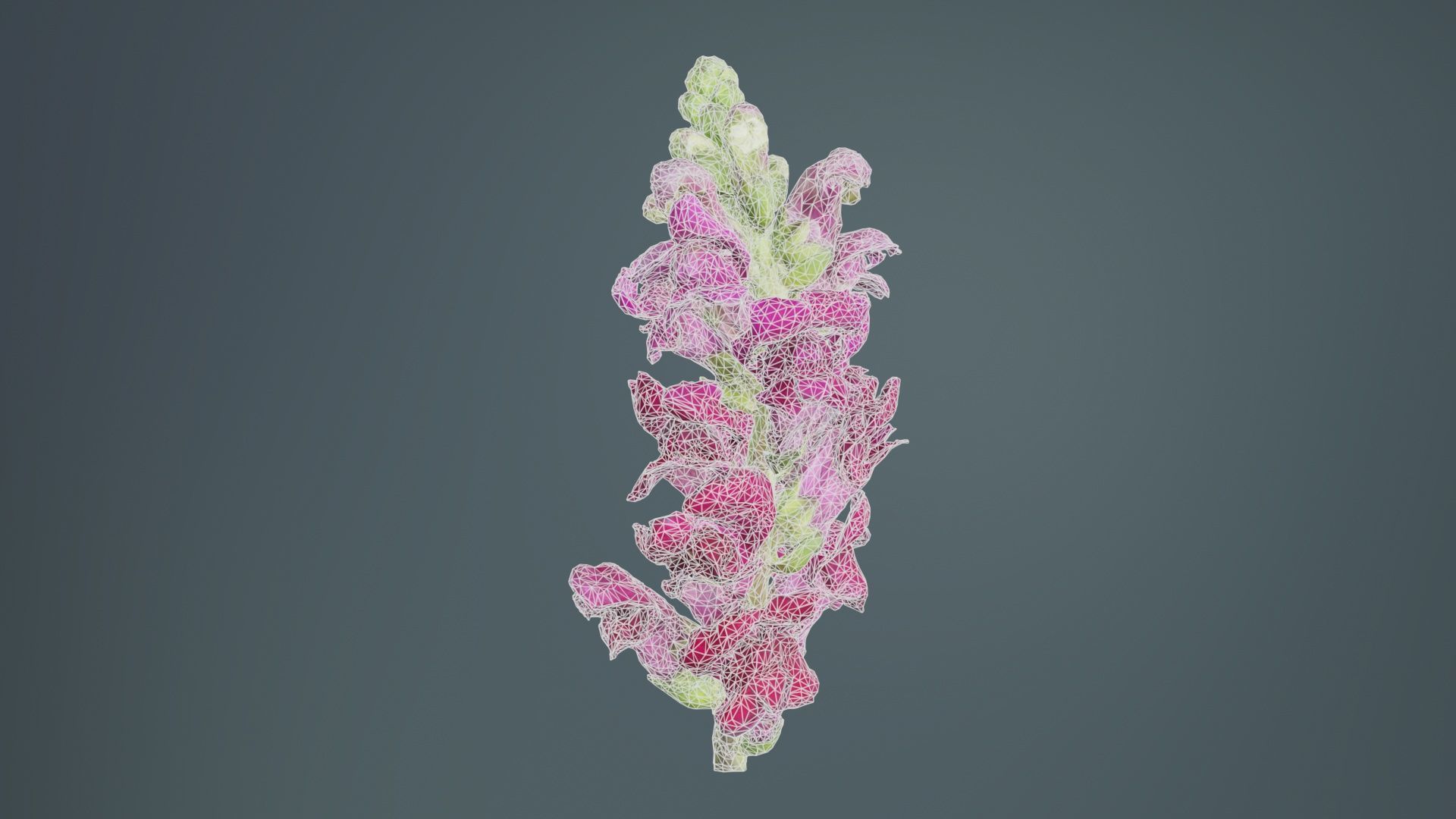 Close up Great Garden Snapdragon Dragon Plant Antirrhinum Majus Low-poly 3D model_10