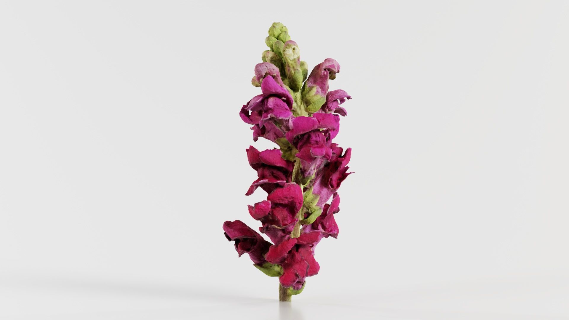Close up Great Garden Snapdragon Dragon Plant Antirrhinum Majus Low-poly 3D model_4