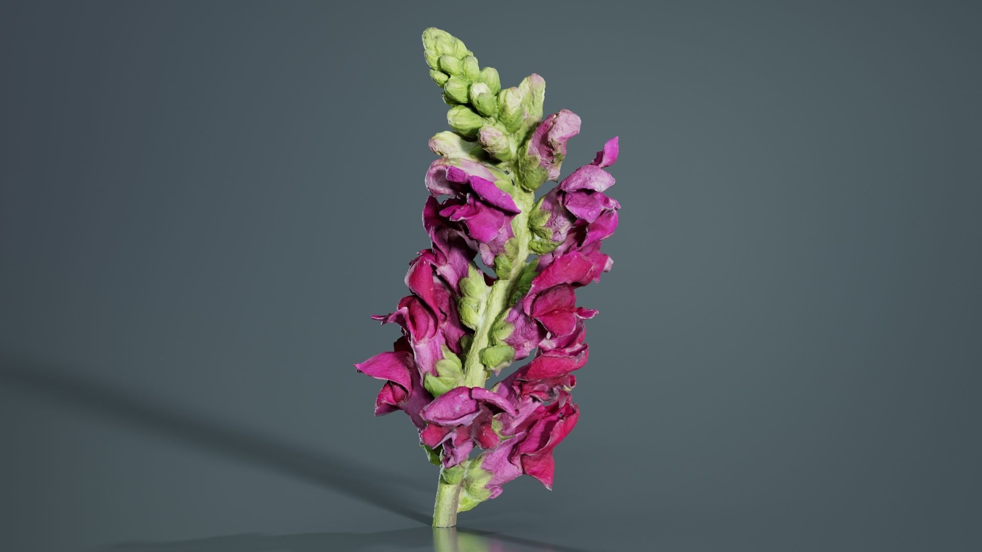 Close up Great Garden Snapdragon Dragon Plant Antirrhinum Majus Low-poly 3D model_7
