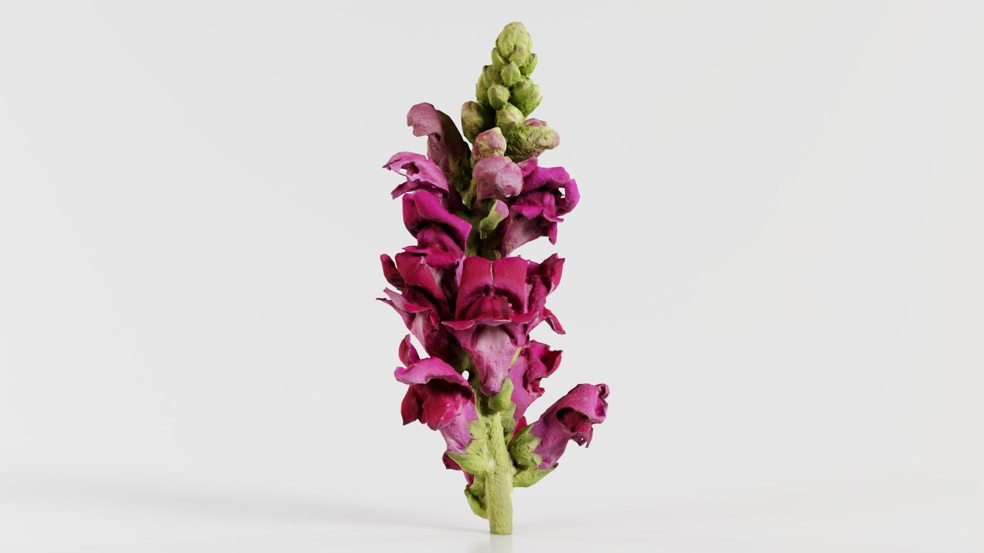 Close up Great Garden Snapdragon Dragon Plant Antirrhinum Majus Low-poly 3D model_3