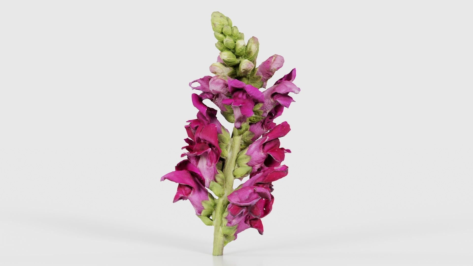 Close up Great Garden Snapdragon Dragon Plant Antirrhinum Majus Low-poly 3D model_25