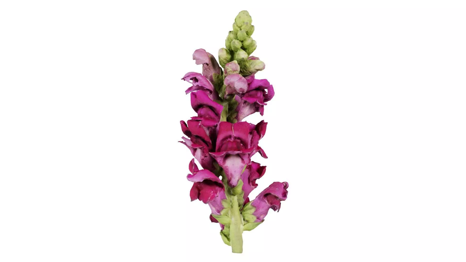 Close up Great Garden Snapdragon Dragon Plant Antirrhinum Majus Low-poly 3D model_0